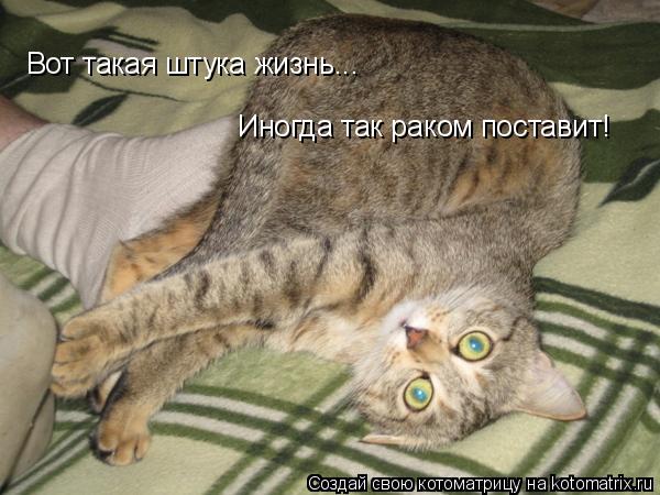 Котоматрица: Вот такая штука жизнь... Иногда так раком поставит!