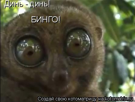 Котоматрица: Динь - динь! БИНГО!
