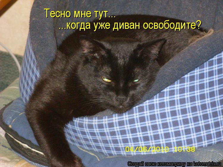 Котоматрица: Тесно мне тут... ...когда уже диван освободите?
