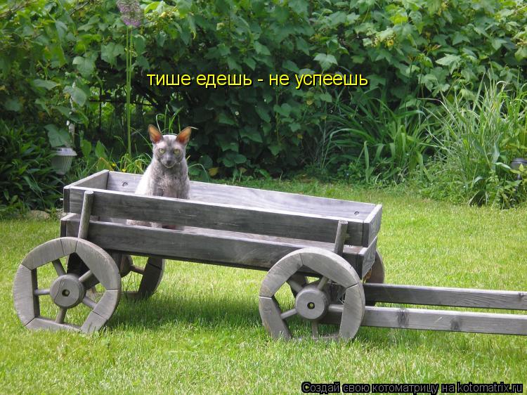 Котоматрица: тише едешь - не успеешь