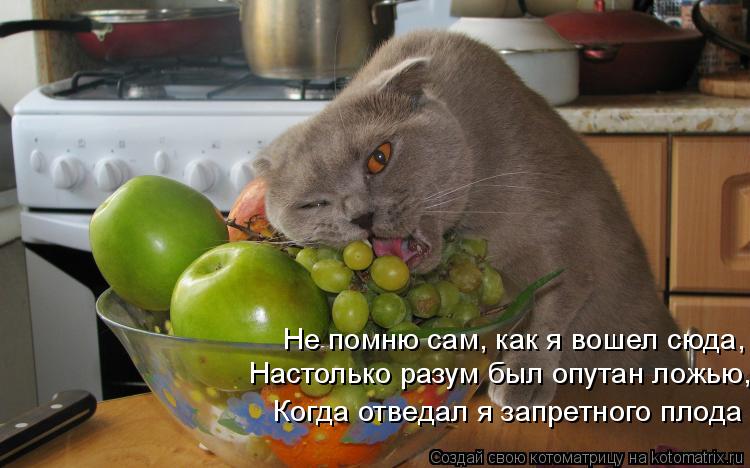 Котоматрица: Не помню сам, как я вошел сюда, Настолько разум был опутан ложью, Когда отведал я запретного плода