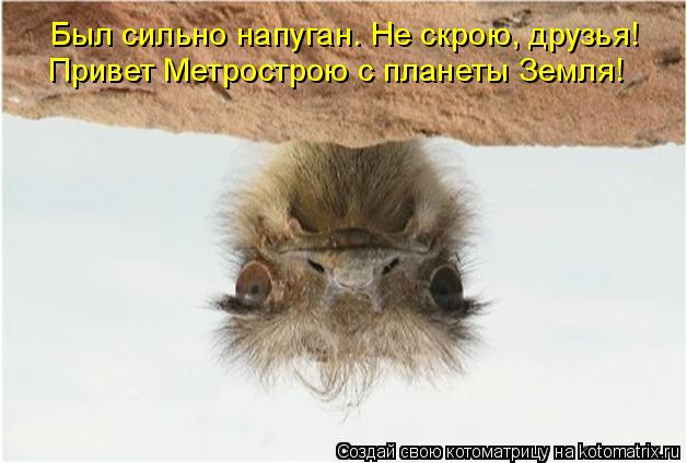 Котоматрица: Привет Метрострою с планеты Земля! Был сильно напуган. Не скрою, друзья!