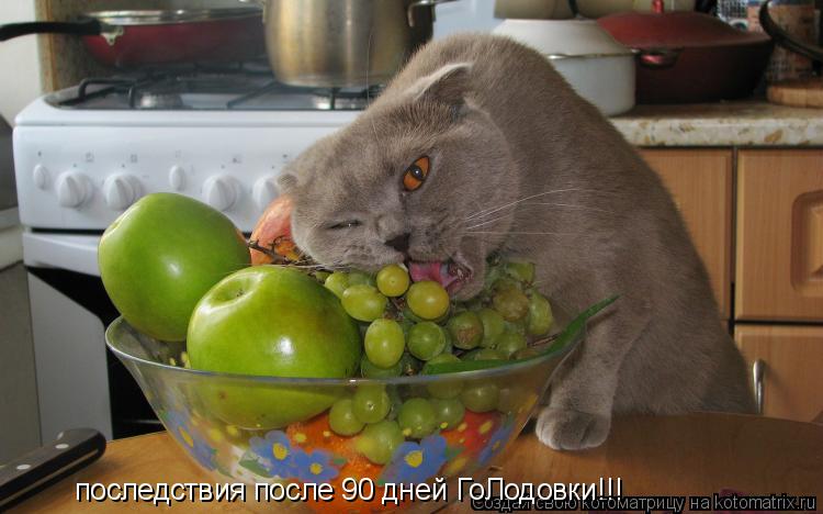 Котоматрица: последствия после 90 дней ГоЛодовки!!!
