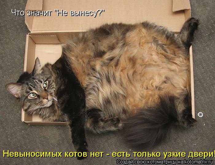 Котоматрица: Что значит "Не вынесу?" Невыносимых котов нет - есть только узкие двери!