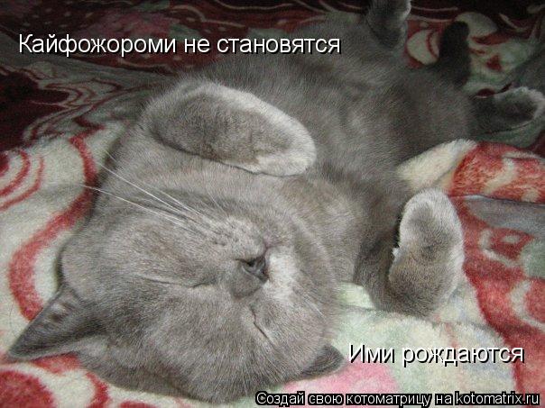 Котоматрица: Кайфожороми не становятся Ими рождаются
