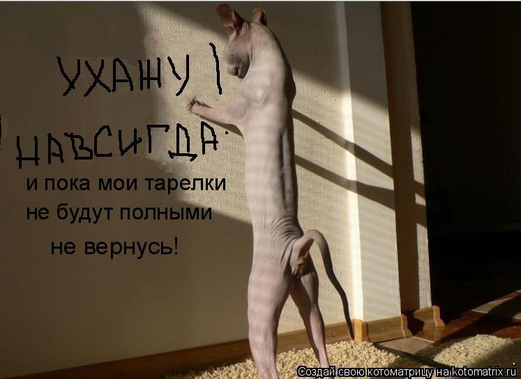 Котоматрица: и пока мои тарелки не будут полными не вернусь!