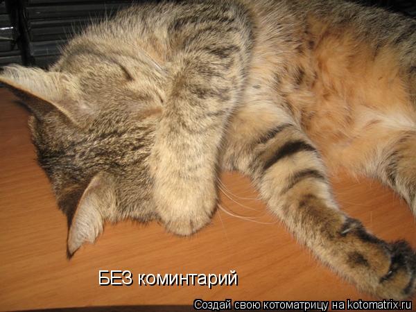 Котоматрица: БЕЗ коминтарий