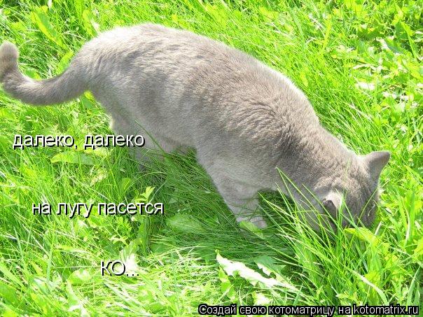 Котоматрица: далеко, далеко на лугу пасется КО...