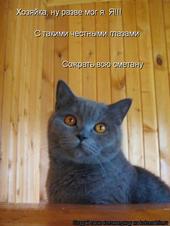 Котоматрица: Хозяйка, ну разве мог я, Я!!!  С такими честными глазами Сожрать всю сметану