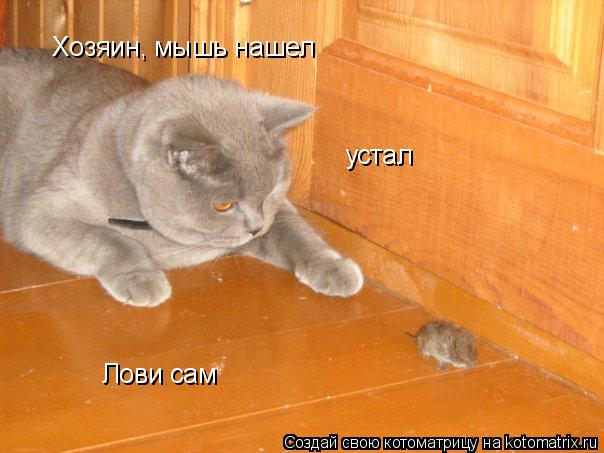 Котоматрица: Хозяин, мышь нашел устал Лови сам