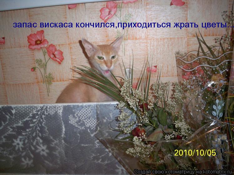Котоматрица: запас вискаса кончился,приходиться жрать цветы...