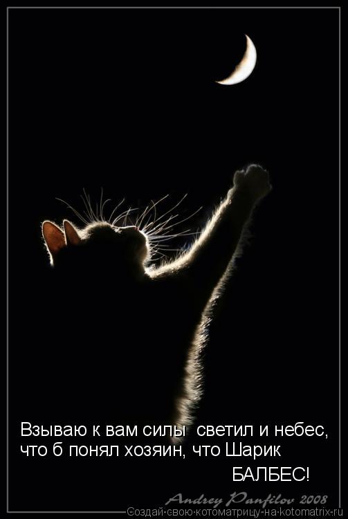 Котоматрица: что б понял хозяин, что Шарик  Взываю к вам силы  светил и небес, БАЛБЕС!