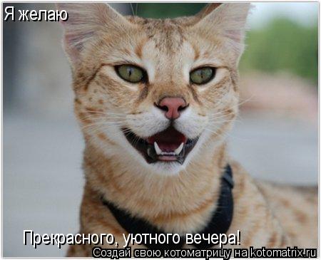 Котоматрица: Прекрасного, уютного вечера! Я желаю
