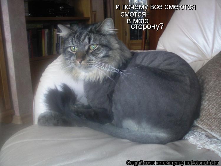 Котоматрица: и почему все смеются  смотря в мою сторону?