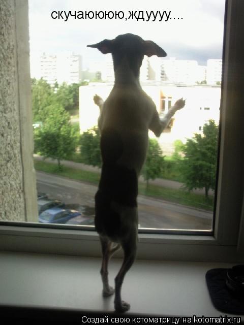 Котоматрица: скучаюююю,ждуууу....