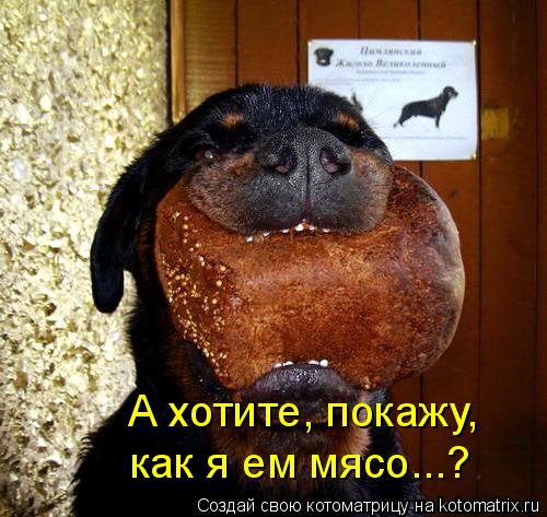 Котоматрица: А хотите, покажу,  как я ем мясо...?