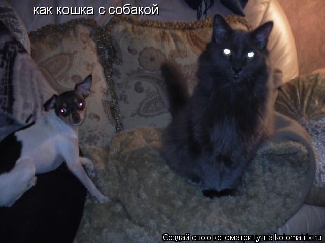 Котоматрица: как кошка с собакой