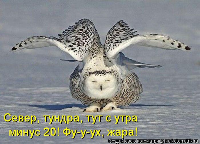 Котоматрица: Север, тундра, тут с утра   минус 20! Фу-у-ух, жара!