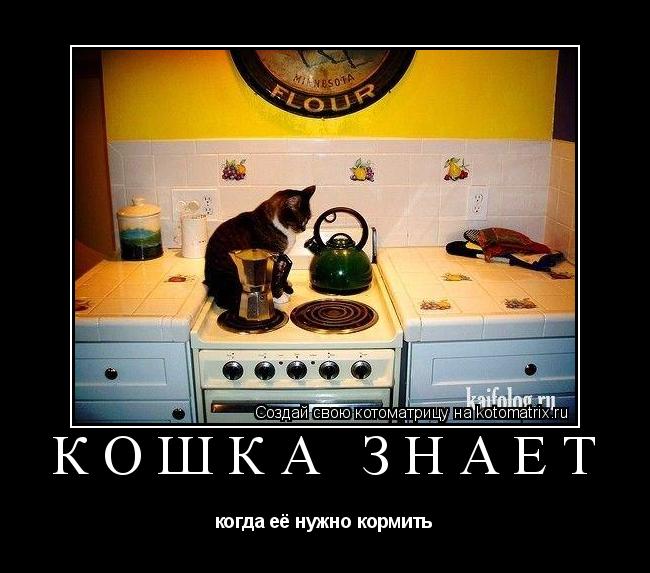 КОШКА ЗНАЕТ когда её нужно кормить... Котоматрица: КОШКА ЗНАЕТ когда её нужно кормить