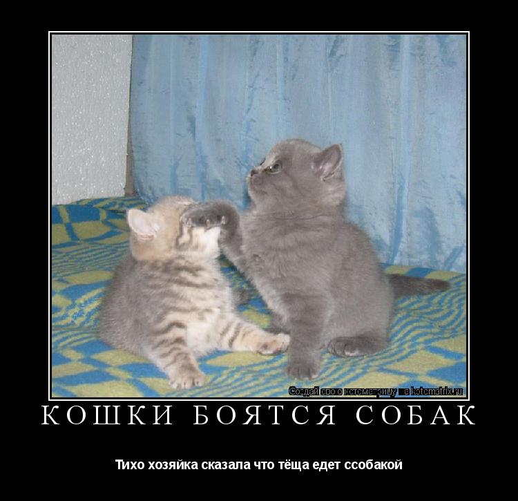 Котоматрица: кошки боятся собак Тихо хозяйка сказала что тёща едет ссобакой