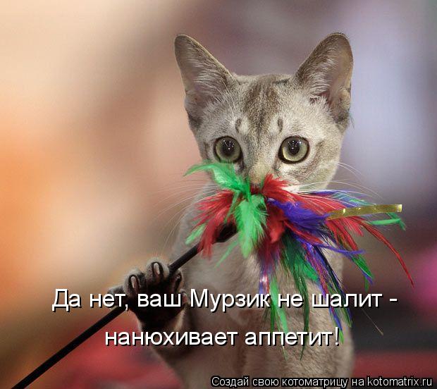 Да нет, ваш Мурзик не шалит - нанюхивает аппетит!... Котоматрица: Да нет, ваш Мурзик не шалит - нанюхивает аппетит!