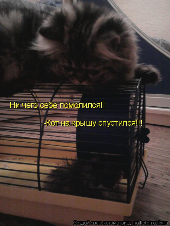 Котоматрица: Ни чего себе помолился!! -Кот на крышу спустился!!!