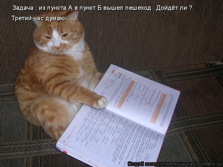 Котоматрица: Задача : из пункта А в пункт Б вышел пешеход . Дойдёт ли ?  Третий час думаю....