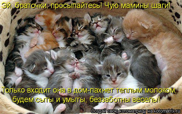 Котоматрица: Эй, браточки, просыпайтесь! Чую мамины шаги! Только входит она в дом-пахнет теплым молоком, будем сыты и умыты, беззаботны веселы!