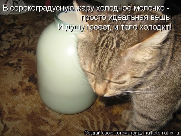 В сорокоградусную жару холодное молочко - просто идеальная вещь! И душу грееет, и тело холодит!... Котоматрица: В сорокоградусную жару холодное молочко - просто идеальная вещь! И душу грееет, и тело холодит!