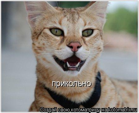 прикольно... Котоматрица: прикольно