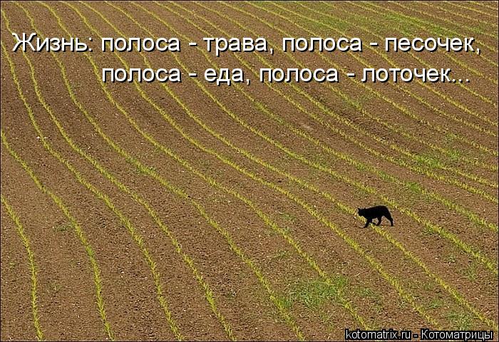 Котоматрица: Жизнь: полоса - трава, полоса - песочек,  полоса - еда, полоса - лоточек...