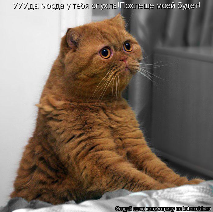 УУУ,да морда у тебя опухла!Похлеще моей будет!... Котоматрица: УУУ,да морда у тебя опухла!Похлеще моей будет!