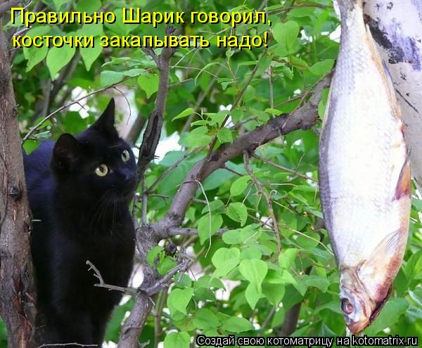 Котоматрица: Правильно Шарик говорил, косточки закапывать надо!