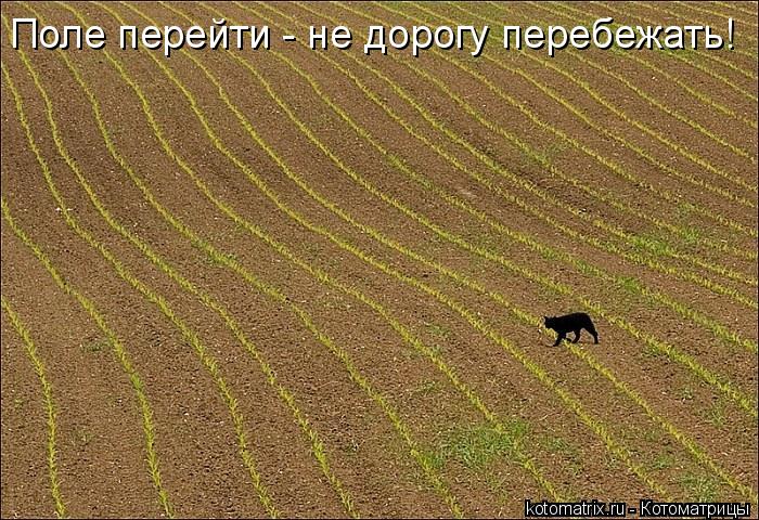 Поле перейти - не дорогу перебежать!... Котоматрица: Поле перейти - не дорогу перебежать!