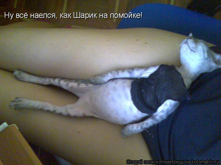 Ну всё наелся, как Шарик на помойке!... Котоматрица: Ну всё наелся, как Шарик на помойке!