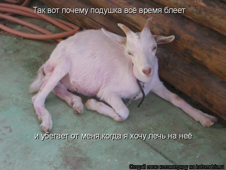 Так вот почему подушка всё время блеет и убегает от меня,когда я хочу лечь на неё... Котоматрица: Так вот почему подушка всё время блеет и убегает от меня,когда я хочу лечь на неё
