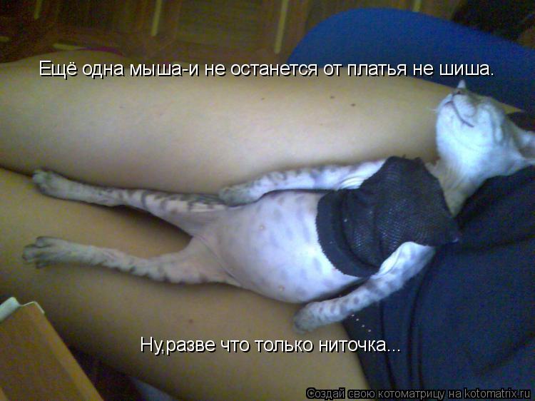 Котоматрица: Ещё одна мыша-и не останется от платья не шиша. Ну,разве что только ниточка...
