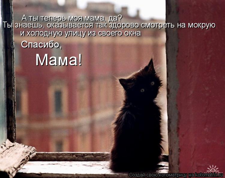 Котоматрица: А ты теперь моя мама, да? и холодную улицу из своего окна Ты знаешь, оказывается так здорово смотреть на мокрую Спасибо, Мама!