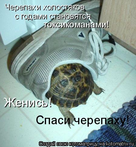 Черепахи холостяков с годами становятся токсикоманами! Женись! Спаси черепаху!... Котоматрица: Черепахи холостяков с годами становятся токсикоманами! Женись! Спаси черепаху!