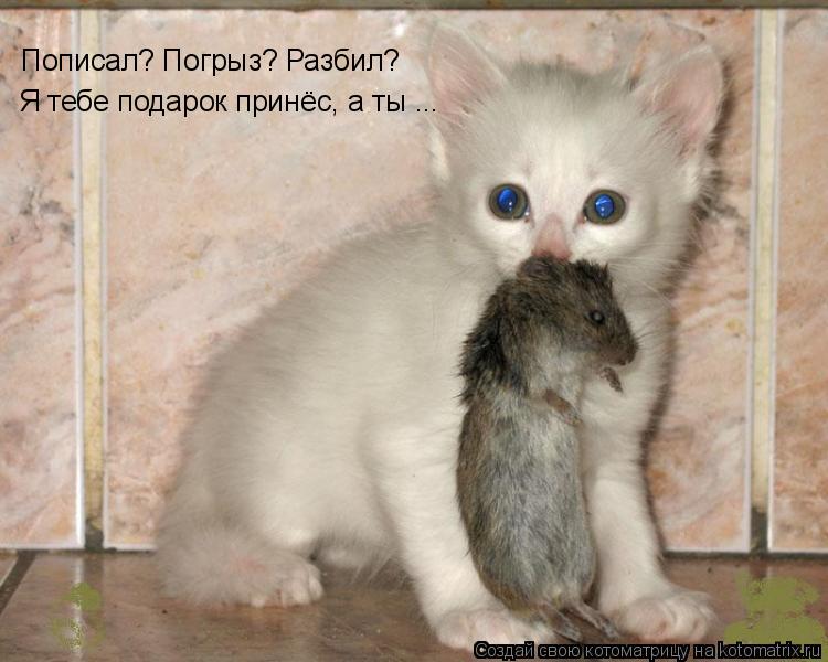 Пописал? Погрыз? Разбил? Я тебе подарок принёс, а ты ...... Котоматрица: Пописал? Погрыз? Разбил? Я тебе подарок принёс, а ты ...