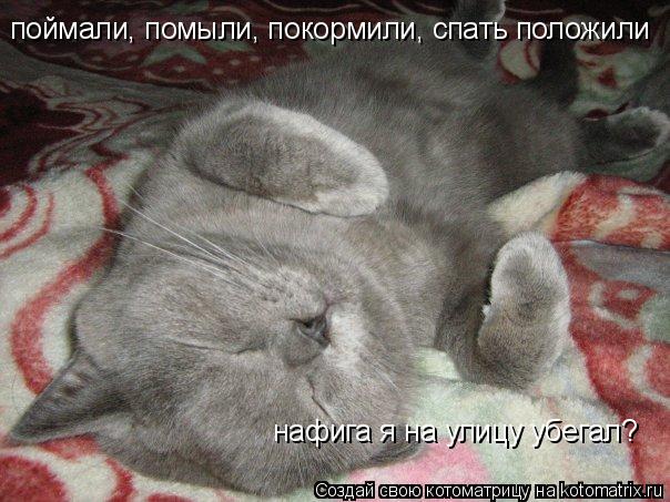 поймали, помыли, покормили, спать положили нафига я на улицу убегал?... Котоматрица: поймали, помыли, покормили, спать положили нафига я на улицу убегал?