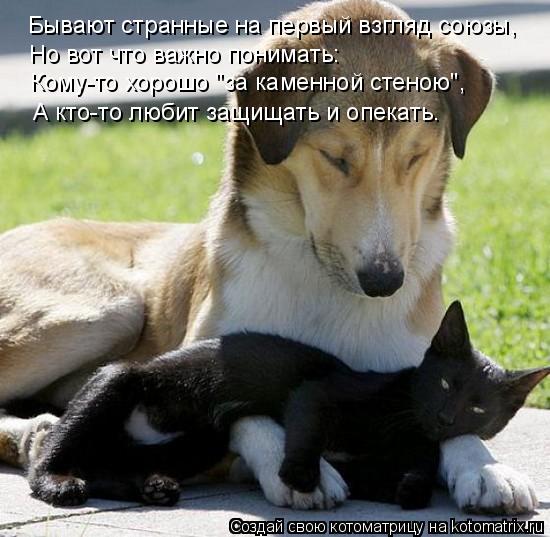 Бывают странные на первый взгляд союзы, Но вот что важно понимать: Кому-то хорошо "за каменной стеною... Котоматрица: Бывают странные на первый взгляд союзы, Но вот что важно понимать: Кому-то хорошо "за каменной стеною", А кто-то любит защищать и опекать.