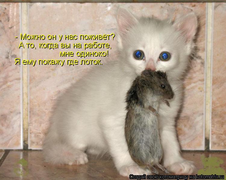 Котоматрица: - Можно он у нас поживёт? А то, когда вы на работе,  мне одиноко! Я ему покажу где лоток.