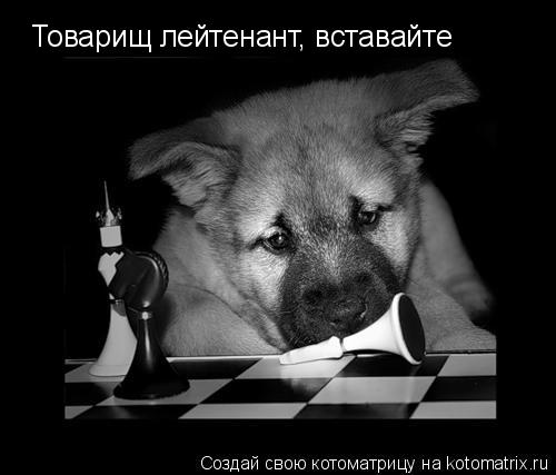 Товарищ лейтенант, вставайте... Котоматрица: Товарищ лейтенант, вставайте