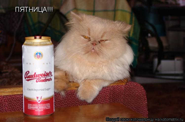 ПЯТНИЦА!!!... Котоматрица: ПЯТНИЦА!!!