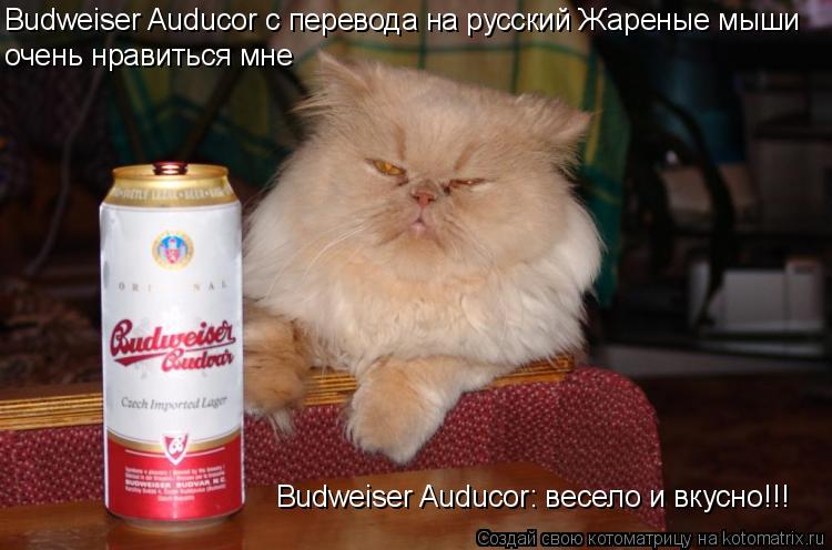 Budweiser Auducor с перевода на русский Жареные мыши очень нравиться мне Budweiser Auducor: весело и ... Котоматрица: Budweiser Auducor с перевода на русский Жареные мыши очень нравиться мне Budweiser Auducor: весело и вкусно!!!