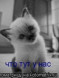 Котоматрица: что тут у нас