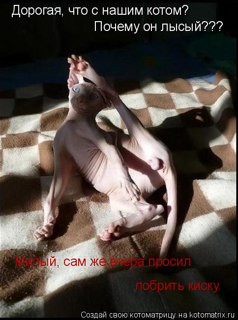 Котоматрица: Дорогая, что с нашим котом? Почему он лысый??? Милый, сам же вчера просил побрить киску.