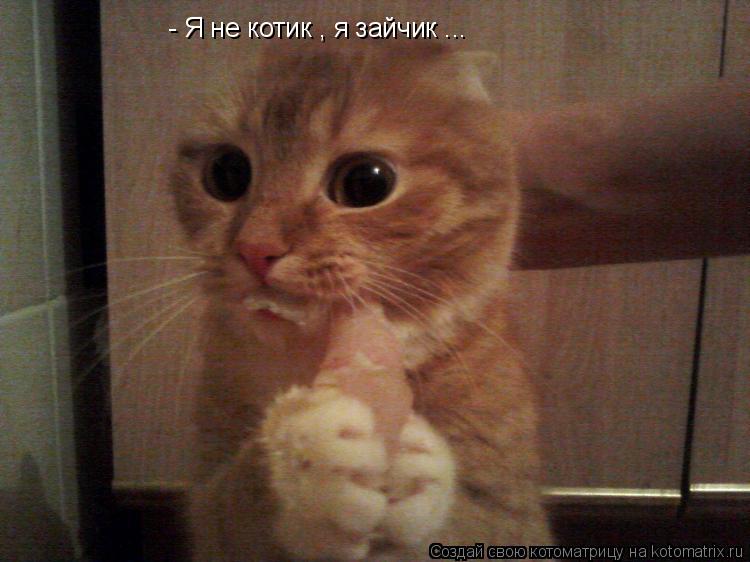 Котоматрица: - Я не котик , я зайчик ...
