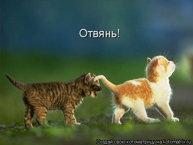 Котоматрица: Отвянь!